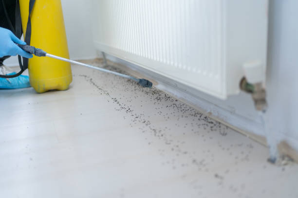 Pest Prevention Services in Huntington Beach, CA