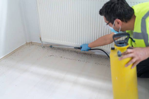 Wasp Removal Services in Huntington Beach, CA