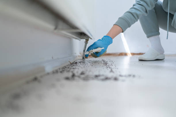 Best Rodent Control Near Me  in Huntington Beach, CA